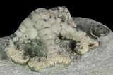 Two Fossil Crinoids (Onychocrinus & Camptocrinus) - Indiana #122982-2